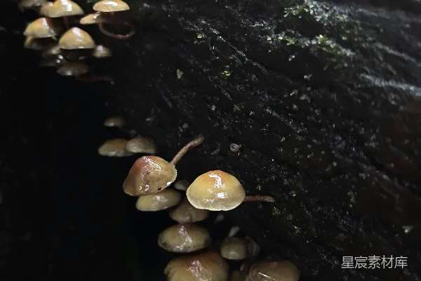 树干上生长着一簇蘑菇