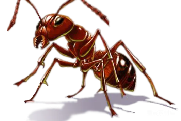 元素素材 蚂蚁