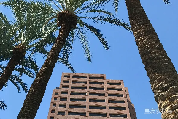 高清摄影 建筑物附近的棕榈树