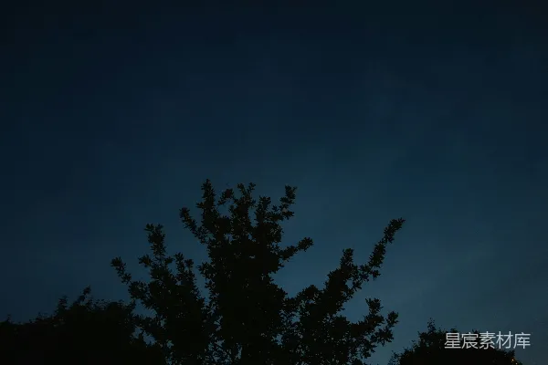 黑暗天空中一棵树的轮廓