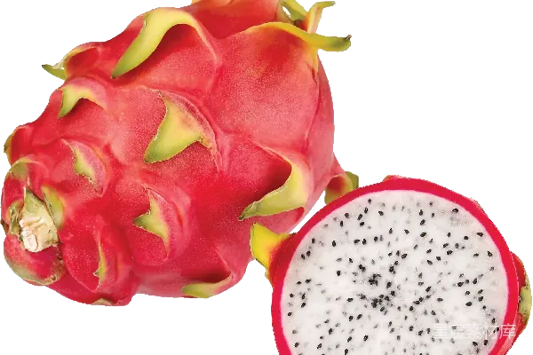 龙