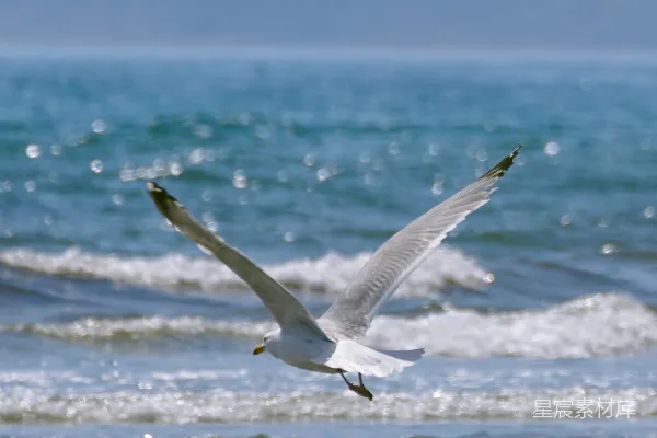 海边上一只海鸥在海上飞翔