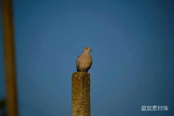 树上的一只鸟儿