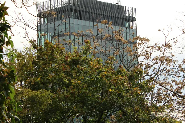 高清摄影 透过一些树丛看到的一栋建筑的景色