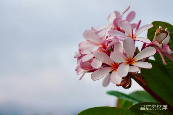 粉色和白色的垂叶榕花，绿色的叶子。