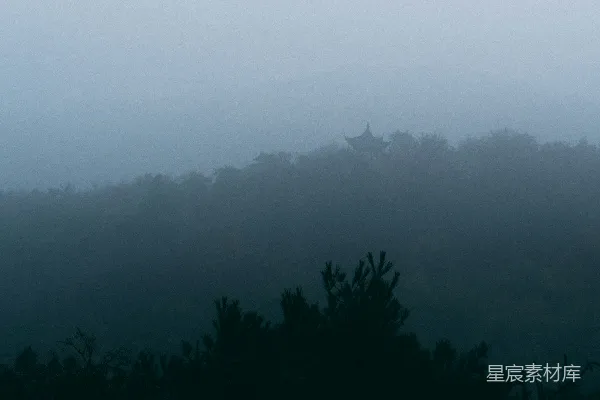雾气覆盖的绿树