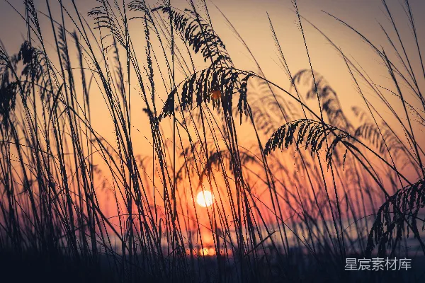 高草在夕阳辉映下的海洋中形成剪影。