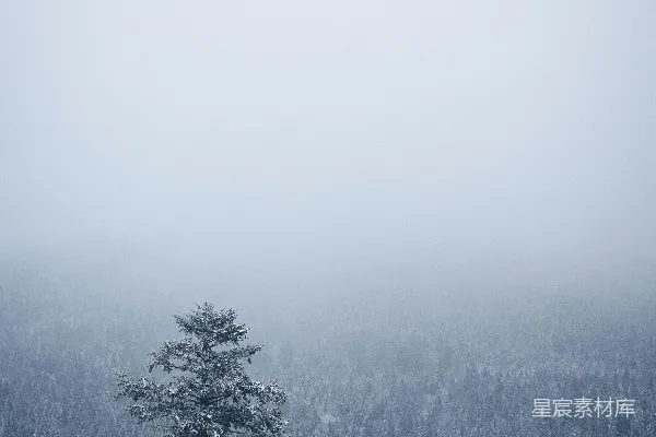 覆盖着白雪的森林，前景是树木。