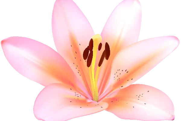 莉尔姆