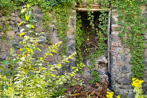 高清摄影 一座石砌建筑，藤蔓在其上生长。