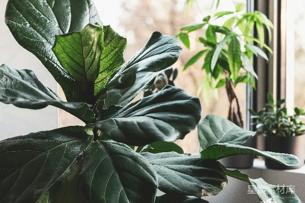 绿色植物的近景摄影