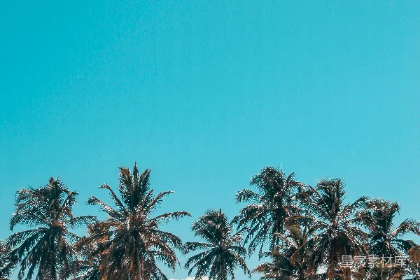 高清摄影 海边棕榈树的风景摄影