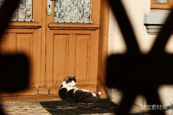 高清摄影 一只黑白相间的猫正躺在门垫上。