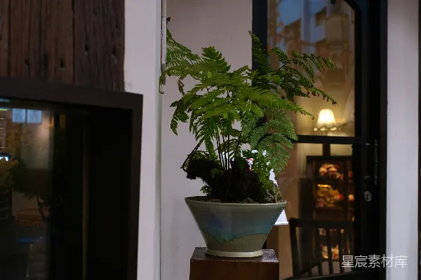 高清摄影 一盆蕨类植物放在一个木制支架上。