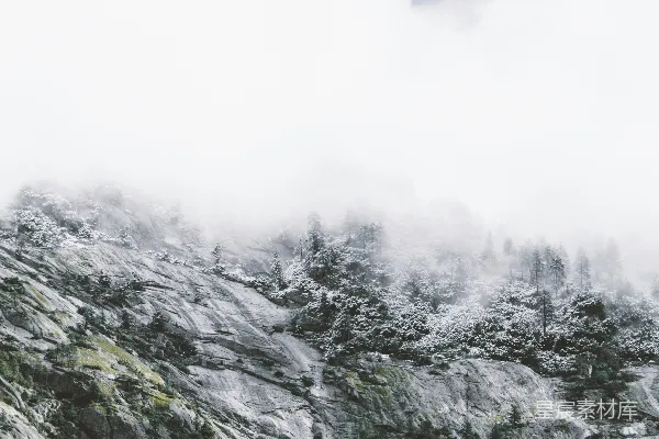 覆盖着白雪的松树