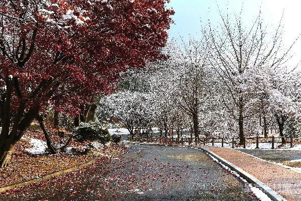 公园里覆盖着白雪的树木和小径