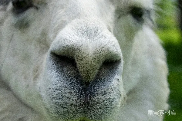 一个白动物的特写镜头