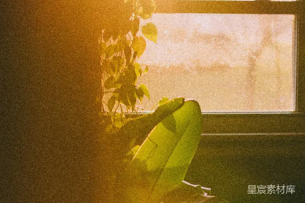 高清摄影 白窗边的黄花