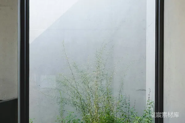 高清摄影 一扇里面有植物的窗户