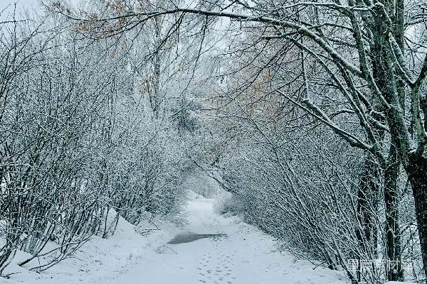 雪地上有足迹的蜿蜒小路