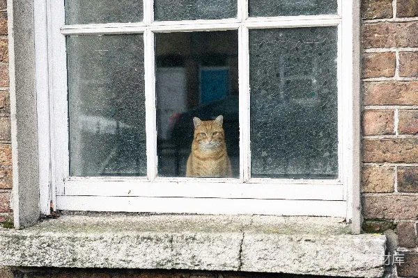 高清摄影 橙色的猫在开着的窗户上