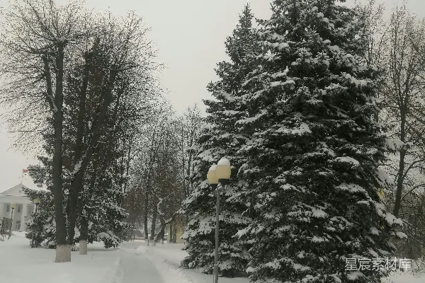 覆盖着白雪的街道，前景中有一棵树。