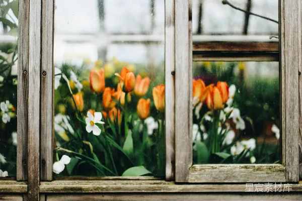 高清摄影 黄色郁金香花
