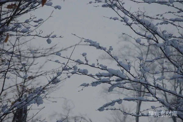 雪覆盖的树枝映衬着灰暗的天空。