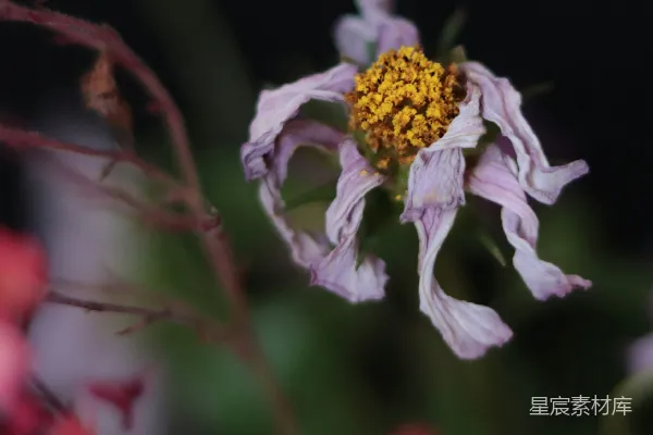 一朵花的特写镜头，背景模糊。