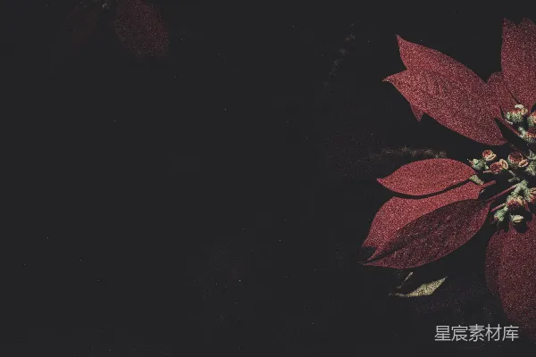 高清摄影 黑背景上的红叶