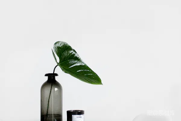 高清摄影 花瓶中的植物
