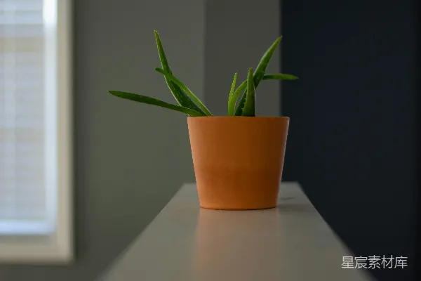 高清摄影 芦荟植物