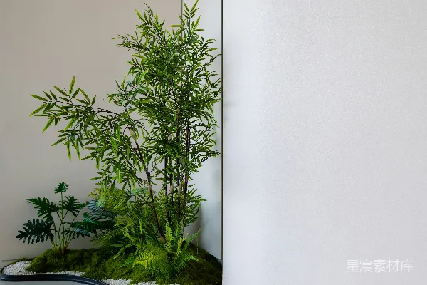 高清摄影 一个白色的房间，里面有盆栽植物和一面镜子。