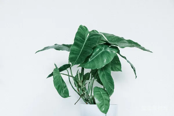 高清摄影 绿色叶子植物