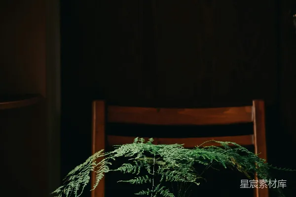 高清摄影 一个放在长凳上的盆栽植物