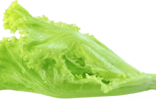 莴苣
