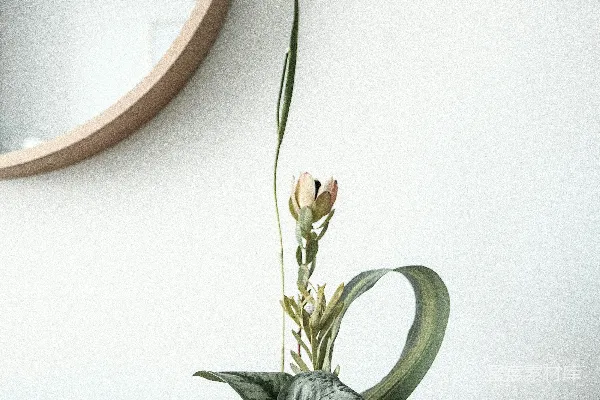高清摄影 盆栽绿叶植物