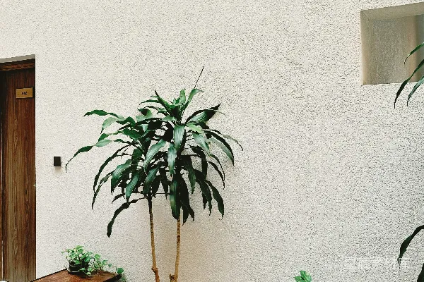 高清摄影 一盆植物放在木桌上。