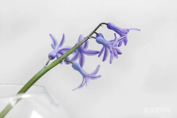 高清摄影 紫色花瓣的特写照片
