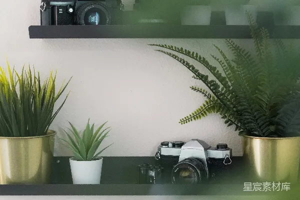 高清摄影 几株植物放在架子上。