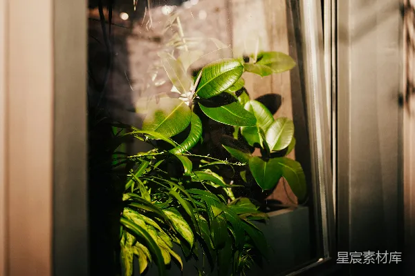 玻璃罩中的植物