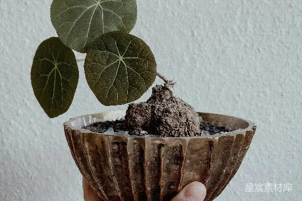 高清摄影 一个人手里拿着一个装有植物的碗