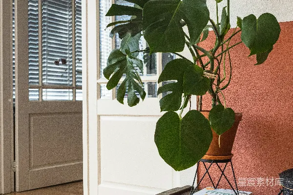 高清摄影 绿植在白色花盆里