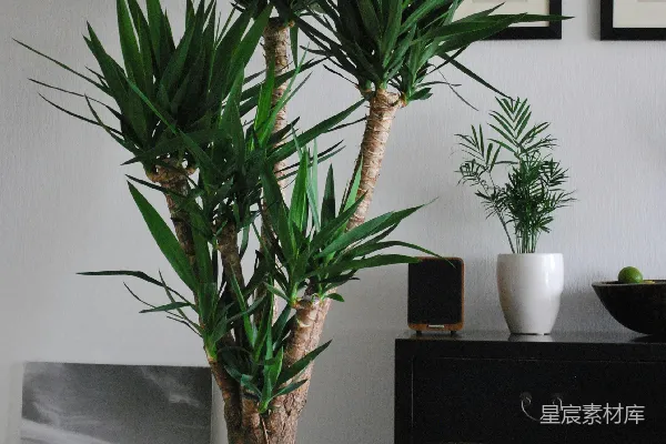 高清摄影 绿色植物在白色陶瓷花瓶上
