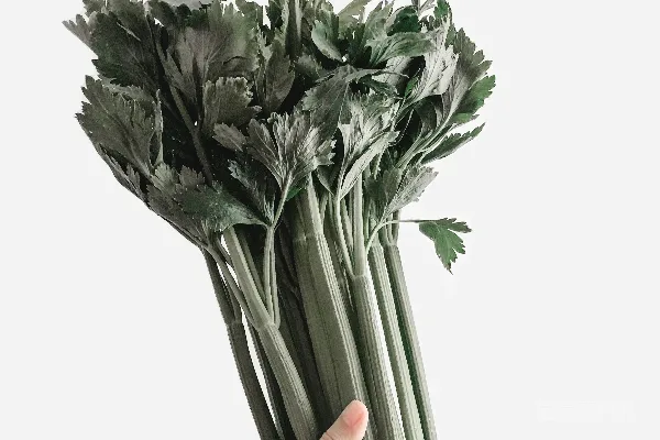 高清摄影 手持绿叶植物的人