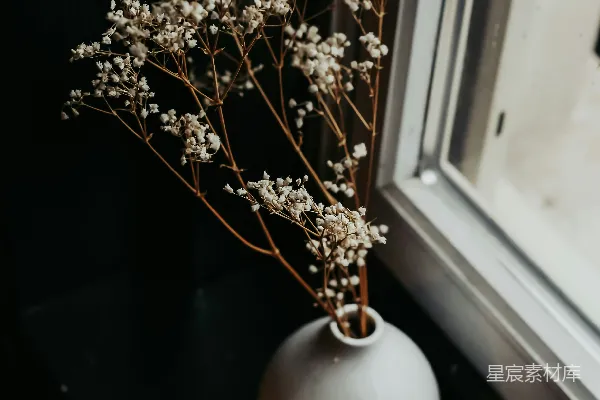 高清摄影 白瓷花瓶中插着白花。