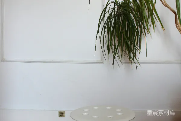 高清摄影 一张白色的桌子上放着一盆植物。