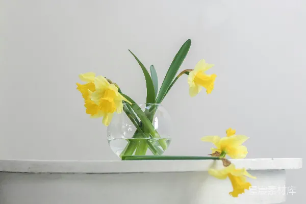 高清摄影 墙边花瓶中的一朵黄花