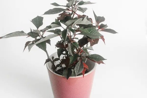 高清摄影 绿色叶植物