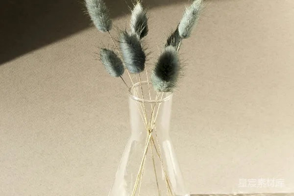 高清摄影 透明玻璃花瓶中的绿色仙人掌